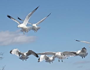 Winged Seagulls