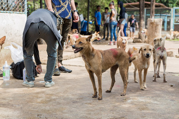 Naklejka premium Shelter for homeless dogs