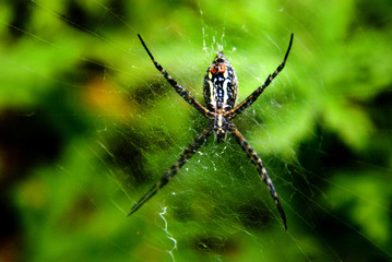 Araña