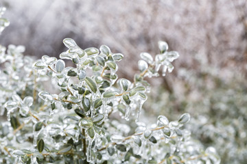 The Leaves Wrapped in Ice