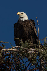 Closeup (1000mm) of a bald eagle standing on a tree, seen in the wild in  North California