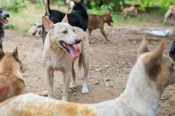 Shelter for homeless dogs