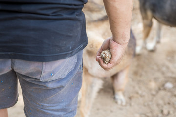Mission vaccinate for dogs homeless, thailand