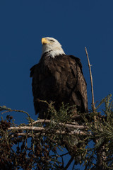 Closeup (1000mm) of a bald eagle standing on a tree, seen in the wild in  North California