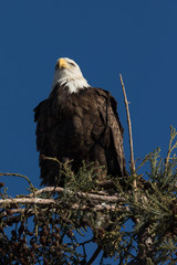 Closeup (1000mm) of a bald eagle standing on a tree, seen in the wild in  North California