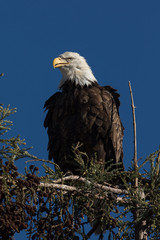 Closeup (1000mm) of a bald eagle standing on a tree, seen in the wild in  North California