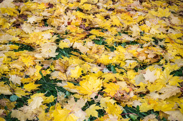 wet autumn leaves texture. vignette, background, nature.