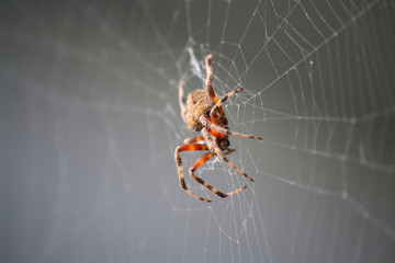 Large spider in the middle of a web - obrazy, fototapety, plakaty