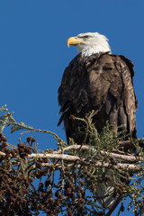 Closeup (1000mm) of a bald eagle standing on a tree, seen in the wild in  North California