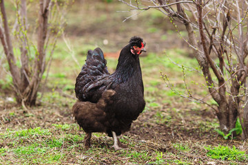 black hen in the garden. Agricultural time. Livestock and poultry