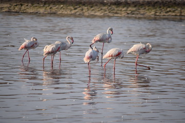 フラミンゴの群れ　その九
