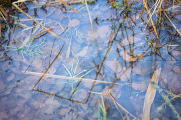 Nature in winter in the park on Lake Chiemsee. Prien am Chiemsee. Germany