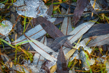 Nature in winter in the park on Lake Chiemsee. Prien am Chiemsee. Germany