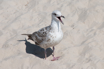 stehende Möwe im Sand Strand