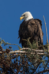 Closeup (1000mm) of a bald eagle standing on a tree, seen in the wild in  North California