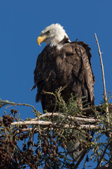 Closeup (1000mm) of a bald eagle standing on a tree, seen in the wild in  North California