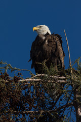 Closeup (1000mm) of a bald eagle standing on a tree, seen in the wild in  North California
