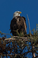 Closeup (1000mm) of a bald eagle standing on a tree, seen in the wild in  North California