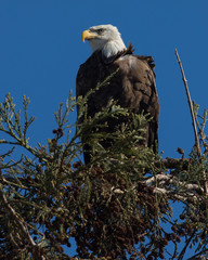Closeup (1000mm) of a bald eagle standing on a tree, seen in the wild in  North California