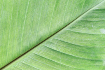 Bright green surface of banana leaves.