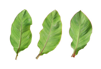 Fototapeta premium Fresh banana leaf isolated on white background.