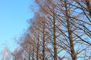 冬の杉の木