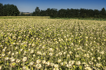 Sunflower plantation in Tuscany