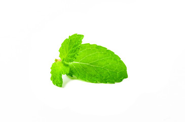 Peppermint green leaves in white background.