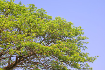 green tree and blue sky
