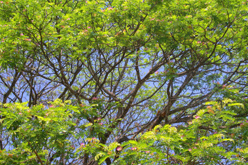 green tree and blue sky