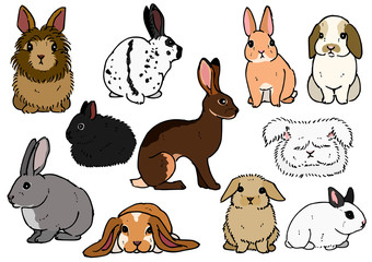 various breeds of rabbits