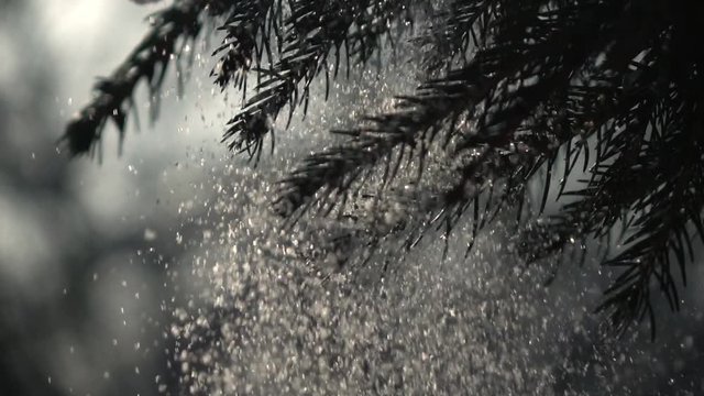 Winter sunny lyric scene with snowy and icy fir twigs and snowfall from up branches in slow motion, 240fps, and shallow focus. Beautiful north or mountain nature in cool sunshine. Cold charm of snow.