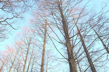冬の杉の木