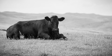 Black and white portrait of resting Angus cow on hillside