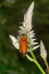 Beetle, Aarey Milk Colony