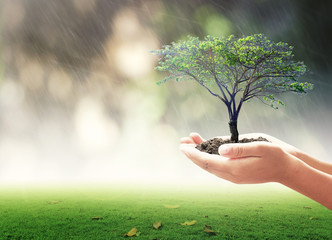World environment day concept: Human hands holding big tree over blurred nature background