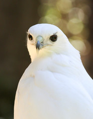Leucistic (White) Red-Tailed Hawk