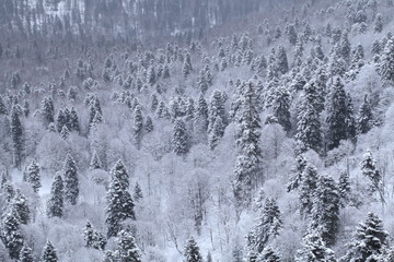 Winter mountain landscape