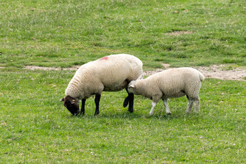 Naklejka na ściany i meble Mutter Schaf und Lamm auf der Wiese