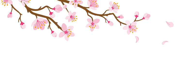 Cherry blossom Branch and Falling Petals - obrazy, fototapety, plakaty