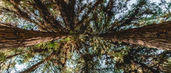 Redwood tree canopy banner or backgroud for ultrawide