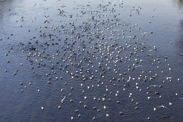 White seagull group on a dark blue water background
