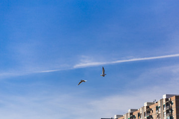 Fototapeta na wymiar Seagulls flying over a skyscraper on a blue sky