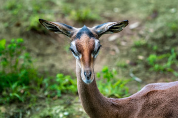 Gerenuk gazelle young female