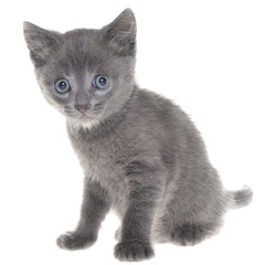 Small gray shorthair kitten sitting isolated