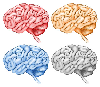 Human brain in four colors