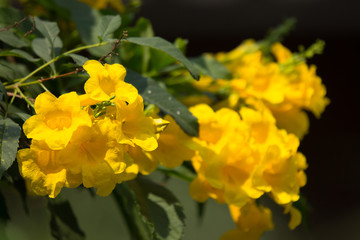 Close up of Yellow flower, Yellow elder