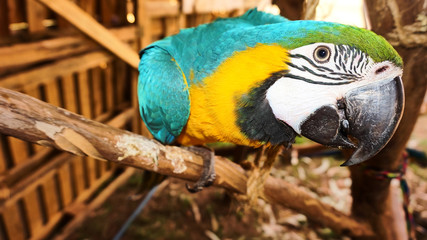 Blue and gold macaw looking at camera