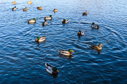 A flock of freshwater ducks swims in the lake.