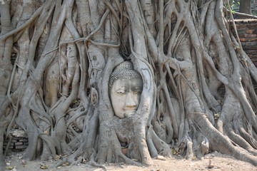 Buda en las raíces